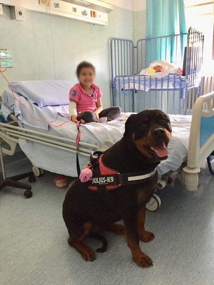 All'Ospedale di Pisa, da qualche anno gira una femmina di rottweiler.